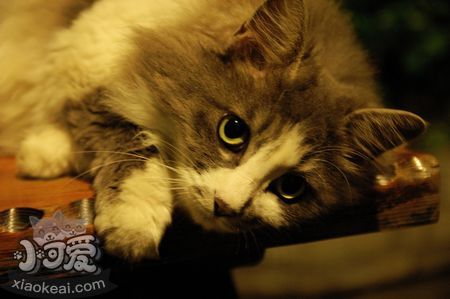 挪威森林貓咬人怎么辦 貓咪咬人訓斥方法