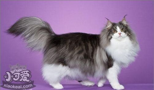 挪威森林貓怎么訓練 貓咪訓練注意事項