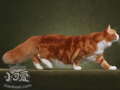 如何訓練西伯利亞貓爬山 貓咪爬山訓練