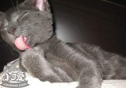 科拉特貓?jiān)趺从?xùn)練 科拉特貓訓(xùn)練方法介紹