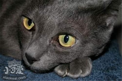 科拉特貓會游泳嗎 科拉特貓游泳訓練