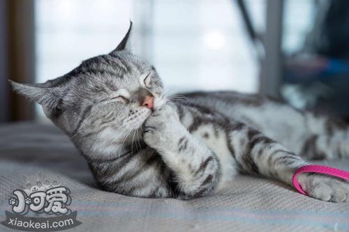 美國短尾貓不聽話怎么辦 美國短尾貓乖巧訓練法