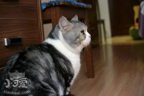 美國短尾貓如何訓(xùn)練 美國短尾貓訓(xùn)練技巧