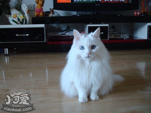 怎么訓練安哥拉貓 五招訓練乖乖貓咪