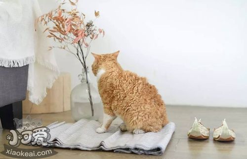 塞爾凱克卷毛貓怎么訓練 塞爾凱克卷毛貓訓練方法