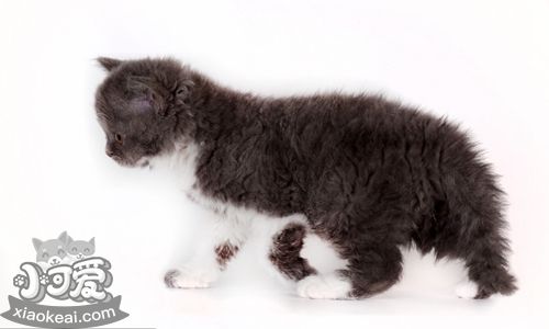 如何訓練塞爾凱克卷毛貓不咬人 經常修剪指甲