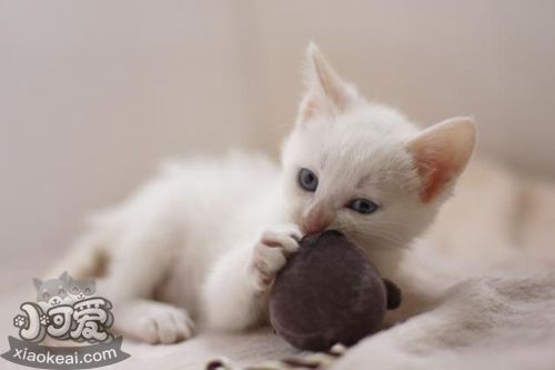 威爾斯貓抓家具怎么辦 防止威爾斯貓亂抓家具的方法