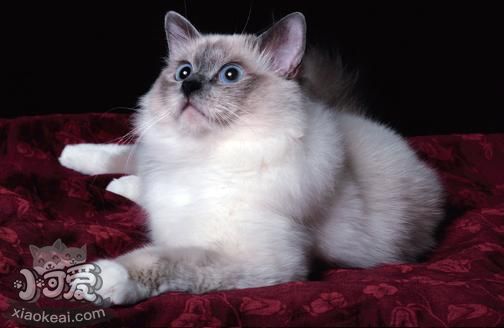 如何教威爾斯貓跳環 威爾斯貓跳環訓練