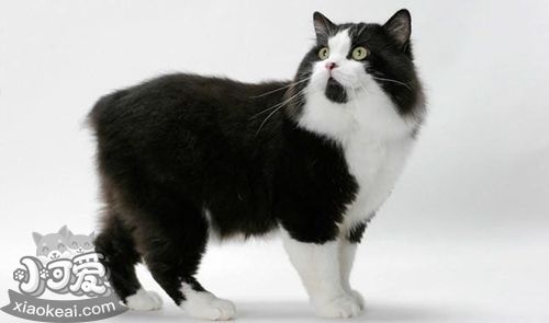 如何訓練威爾斯貓打滾 美食誘惑訓練法