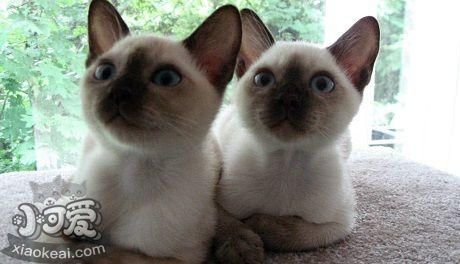 東奇尼貓不聽話怎么辦 聽話東奇尼貓訓練