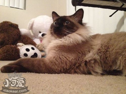 怎么訓練巴厘貓睡貓窩 巴厘貓不睡貓窩解決辦法