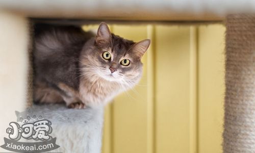 索馬里貓一直跑床上怎么辦 訓練索馬里貓不上床