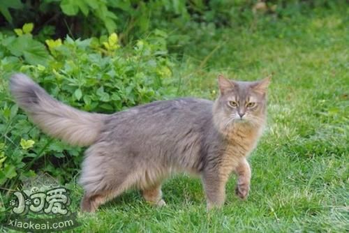 索馬里貓怎么訓練 索馬里貓訓練方法