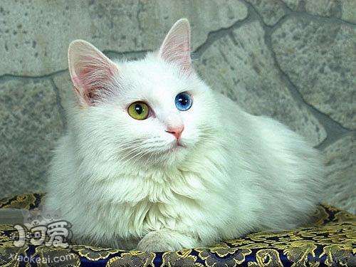 如何訓(xùn)練土耳其梵貓用馬桶 土耳其梵貓馬桶使用方法