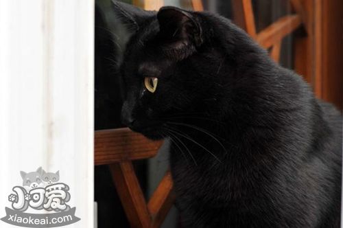 如何訓練孟買貓握手 孟買貓握手訓練