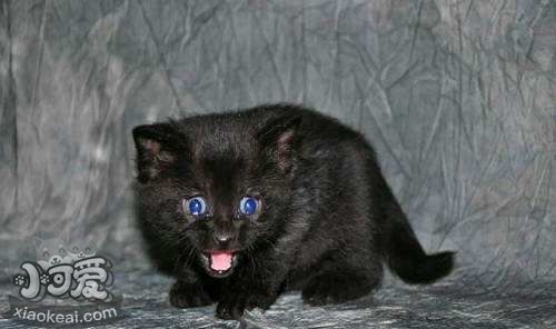 怎么訓練孟買貓裝死 孟買貓裝死訓練