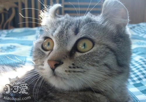 怎么訓練美國卷耳貓上廁所 美國卷耳貓上廁所訓練