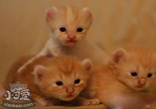 美國卷耳貓不聽話怎么辦 美國卷耳貓不聽話訓練方法