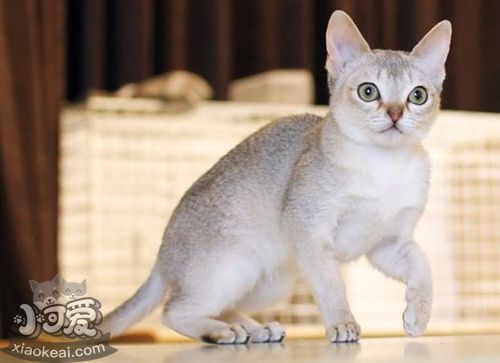 怎么訓練新加坡貓睡在固定地點