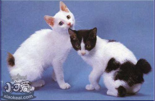 日本短尾貓會打滾嗎 日本短尾貓打滾訓練方法