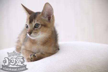 阿比西尼亞貓上廁所怎么訓練 阿比西尼亞貓上廁所教學