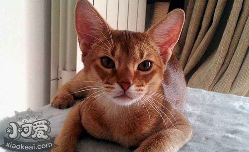 阿比西尼亞貓犯錯怎么教育 阿比西尼亞貓犯錯教育方法