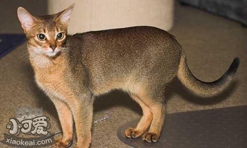 阿比西尼亞貓會(huì)游泳嗎 阿比西尼亞貓游泳訓(xùn)練