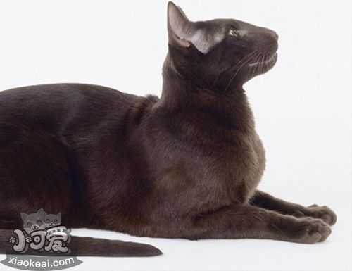 哈瓦那棕貓上廁所怎么訓練 哈瓦那棕貓上廁所訓練方法