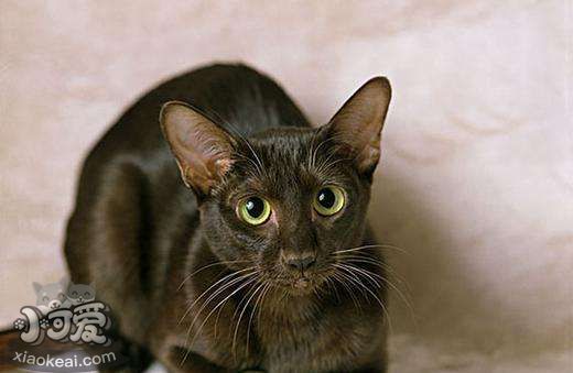 怎么訓練哈瓦那棕貓裝死 哈瓦那貓裝死訓練法