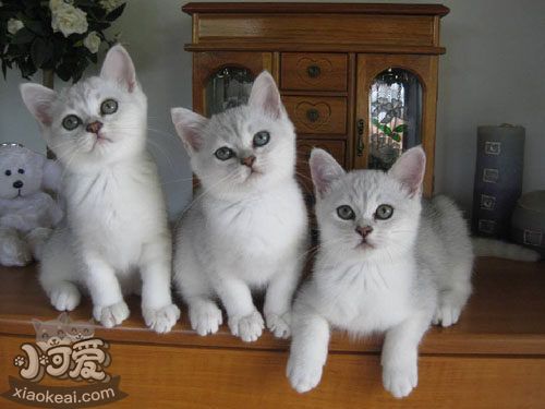 波米拉貓?jiān)趺从?xùn)練 波米拉貓訓(xùn)練技巧