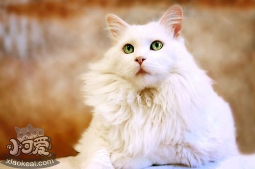 波米拉貓不會游泳怎么辦 波米拉貓學游泳記