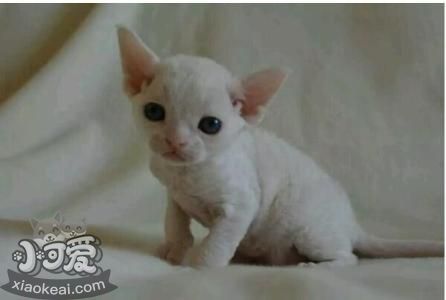 德文卷毛貓不會用貓砂怎么辦 德文卷毛貓使用貓砂訓練法