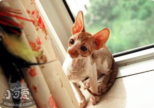 柯尼斯卷毛貓?jiān)趺磳W(xué)游泳 柯尼斯卷毛貓游泳訓(xùn)練