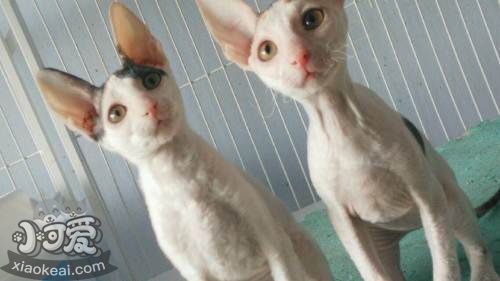 柯尼斯卷毛貓怕水怎么辦 柯尼斯卷毛貓怕水解決辦法