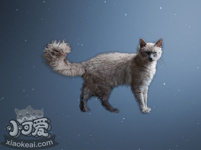 怎樣訓練拉邦貓用馬桶 拉邦貓馬桶使用訓練