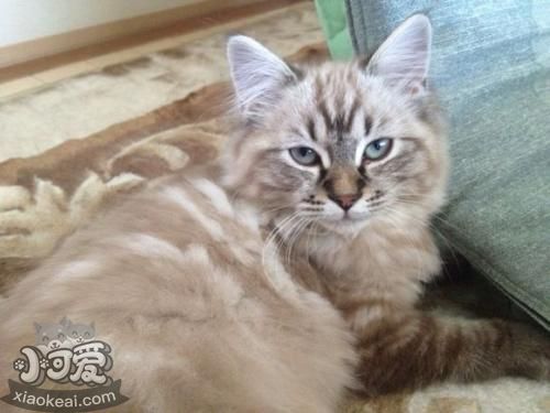 拉邦貓怎么訓練 拉邦貓訓練注意事項