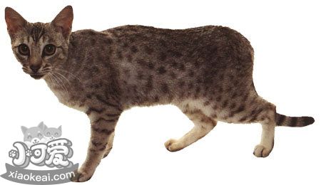 奧西貓不聽(tīng)話怎么辦 不聽(tīng)話的奧西貓改造作戰(zhàn)