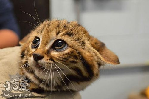 熱帶草原貓會(huì)咬人嗎 熱帶草原貓不咬人訓(xùn)練法