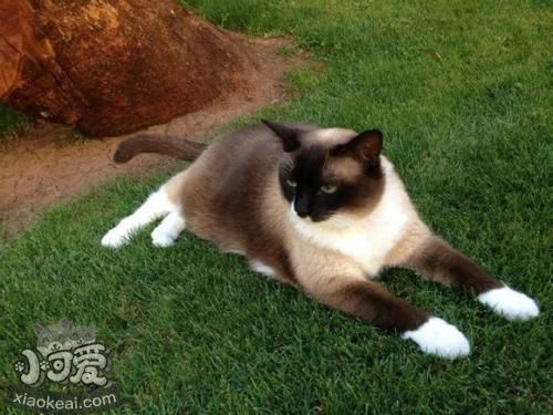 雪鞋貓怎么訓練裝死 雪鞋貓裝死訓練