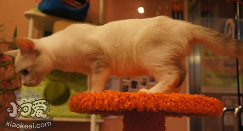 如何訓練雪鞋貓用馬桶 雪鞋貓 馬桶使用訓練