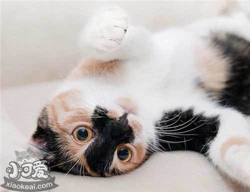 雪鞋貓不聽話怎么辦 不聽話訓斥注意事項