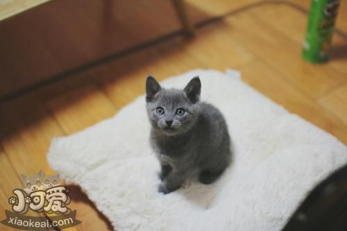 沙特爾貓亂抓家具怎么辦 沙特爾貓亂抓家具制止方法