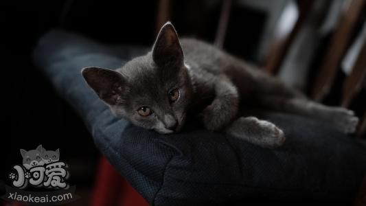 怎么訓(xùn)練沙特爾貓握手 沙特爾貓握手訓(xùn)練法