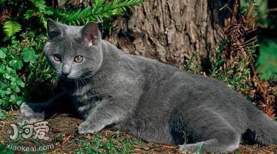 沙特爾貓怎么訓練 沙特爾貓訓練原則介紹