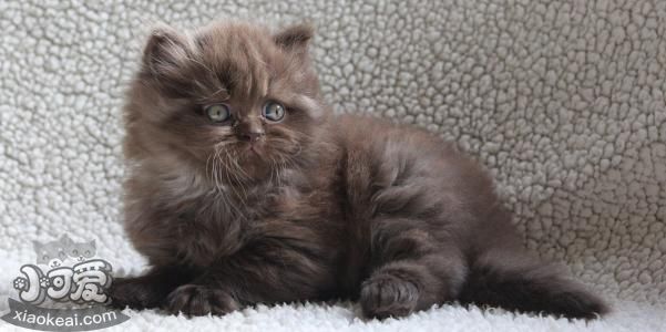 怎么訓(xùn)練英國長毛貓上廁所 英國長毛貓上廁所訓(xùn)練方法