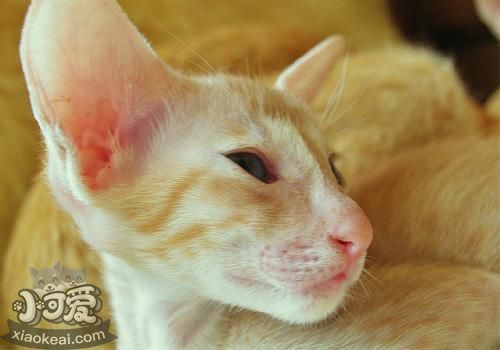 東方貓會擊掌嗎 訓(xùn)練東方貓學(xué)擊掌技巧