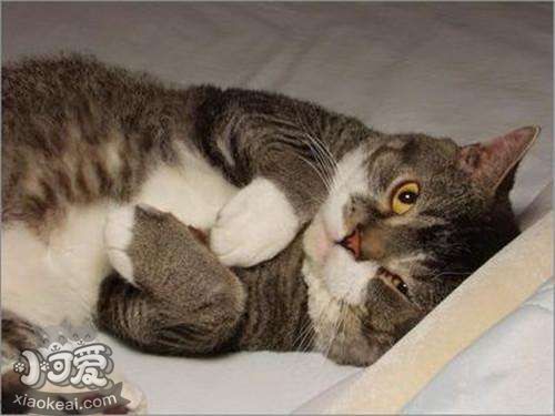 怎么訓練美國剛毛貓不咬人 生活習慣上去改變