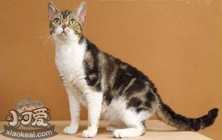 怎么訓練美國剛毛貓聽話 美國剛毛貓不聽話訓練方法