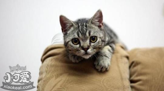 美國剛毛貓不會上廁所怎么辦 美國剛毛貓上廁所訓練