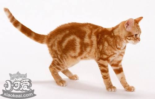 美國剛毛貓怎么訓(xùn)練 美國剛毛貓訓(xùn)練方法